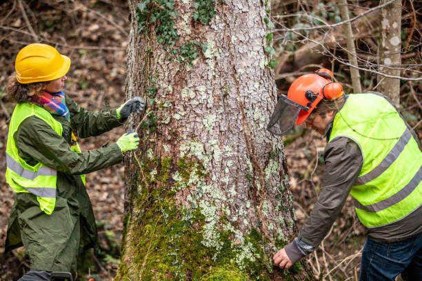 How Our Tree Care Process Works  in  California Polytechnic State University, CA