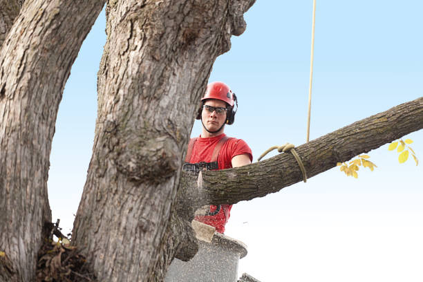 Reliable California Polytechnic State University, CA Tree Removal Services Solutions